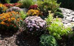 a fall garden with assorted hardy mums in full bloom